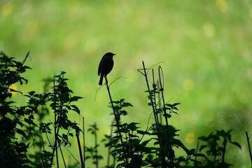 European robin silhouette in the wild