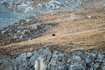 Chamois (Rupicapra rupicapra) in the alps