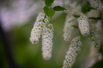 buds of a willow