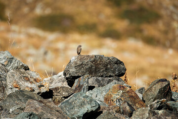 black redstart (Phoenicurus ochruros) in the Alps - Vanoise, 3 Vallées, france