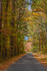 Fall colored leaves cover the canopy over the road in the countryside of Maryland
