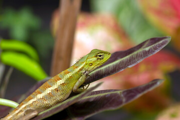 Close up of the maned forest Lizard (Bronchocela jubata), in shallow focus
