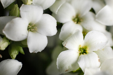 Fototapeta na wymiar A close-up of a white Kalanchoe flower.
