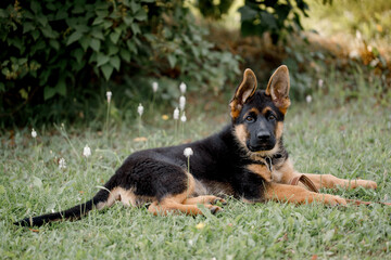 Beautiful German Shepherd puppy lies in the shade on the grass
