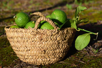 An old wicker basket made of raffia with freshly picked lemons in it stands on the ground in the garden