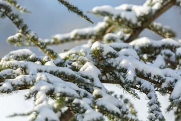 Schnee auf Baum