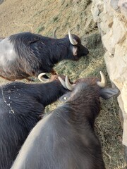 black and white goat