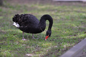 Fototapeta premium the black swan
