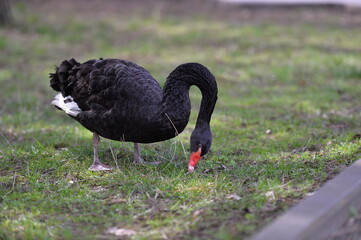 Fototapeta premium the black swan