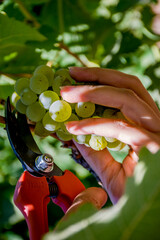 Uvas de vino 