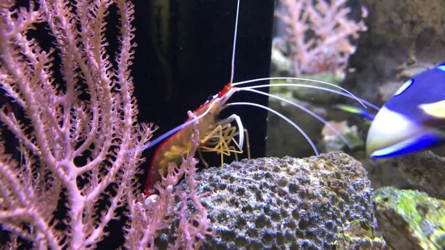 Eine Wei&szlig;band-Putzergarnele - Lysmata amboinensis im Meerwasseraquarium.