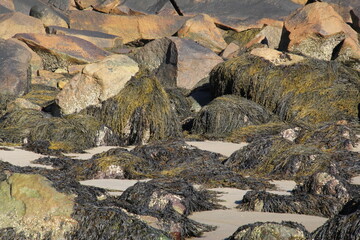 kelp and sea weed covered rocks on the beach by the ocean