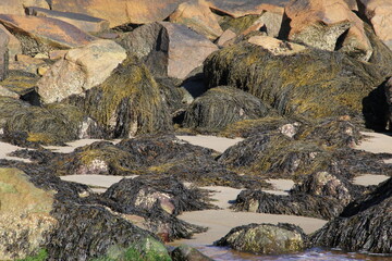 kelp and sea weed covered rocks on the beach by the ocean