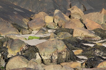 kelp and sea weed covered rocks on the beach by the ocean