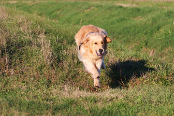 Beautiful male specimen of dog breed golden retriever brown color in the meadow jumping over a ditch