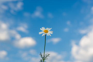 White flower in summer. Close-up.