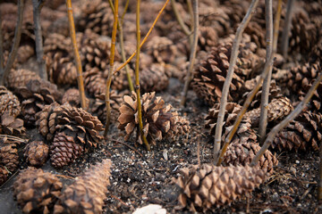 pine cones on the ground