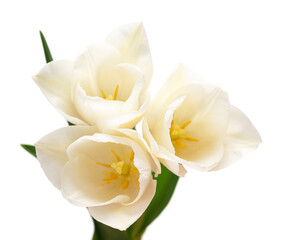 Obraz na płótnie Canvas Bouquet white tulip flower isolated on white background. Beautiful composition for advertising and packaging design in the garden business. Flat lay, top view