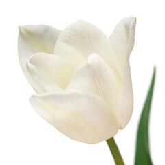 Fototapeta na wymiar White tulip flower isolated on white background. Beautiful composition for advertising and packaging design in the garden business. Flat lay, top view