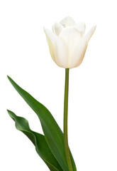 White tulip flower isolated on white background. Beautiful composition for advertising and packaging design in the garden business. Flat lay, top view