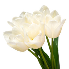 Bouquet white tulip flower isolated on white background. Beautiful composition for advertising and packaging design in the garden business. Flat lay, top view
