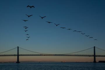 Pelicans flying over the Bay Bridge in San Francisco at sunset