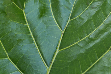 Closeup detail texture of pattern green leaf as background or wallpaper, Marco texture brach and leaves art abstract background