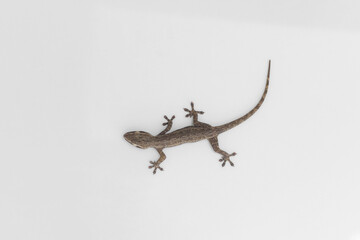 Fototapeta premium A gecko on a white background