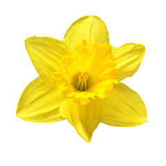 Yellow daffodil flower isolated on white background. Beautiful composition for advertising and packaging design in the garden business