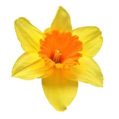 Yellow daffodil head flower isolated on white background. Beautiful composition for advertising and packaging design in the garden business