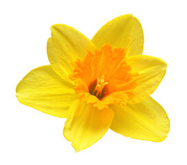 Fototapeta na wymiar Yellow daffodil flower isolated on white background. Beautiful composition for advertising and packaging design in the garden business