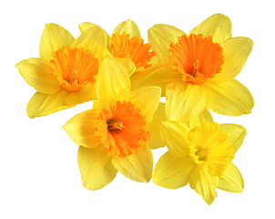 Obraz na płótnie Canvas Bouquet of yellow daffodils flowers isolated on white background. Beautiful composition for advertising and packaging design in the garden business