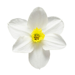 Fototapeta na wymiar White daffodil flower isolated on white background. Beautiful composition for advertising and packaging design in the garden business