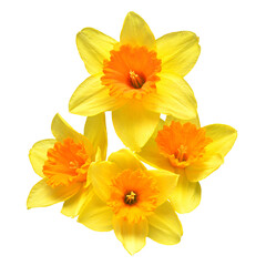 Obraz na płótnie Canvas Bouquet of yellow daffodils flowers isolated on white background. Beautiful composition for advertising and packaging design in the garden business
