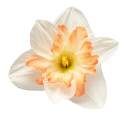 White-pink daffodil flower isolated on white background. Beautiful composition for advertising and packaging design in the garden business
