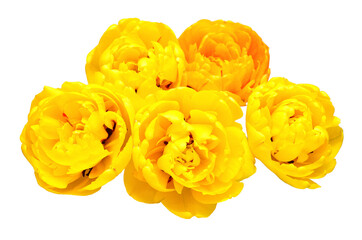 Bouquet yellow tulip flower isolated on white background. Beautiful composition for advertising and packaging design in the garden business. Flat lay, top view