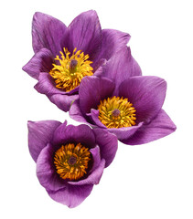 Pulsatilla patens, cutleaf anemone isolated on white background. Bouquet wild flower, grass. Beautiful composition for advertising and packaging design in the garden business