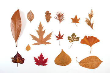 autumn collection of dry leaves on white background
