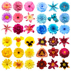 Big collection of various head flowers purple, yellow, blue and pink isolated on white background. Perfectly retouched, full depth of field on the photo. Top view, flat lay