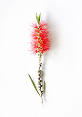 Blooming Callistemon, Callistemon citrinus, bottle brushes. A bush with red flowers. isolated on white background.