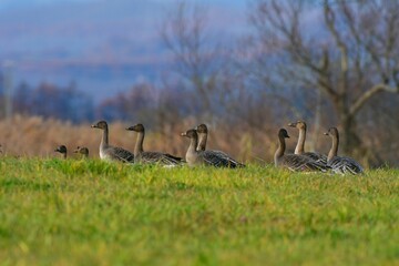 十勝平野のヒシクイの群れ
