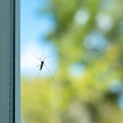 A crane fly sitting on clear glass of a window pane, with soft bokeh background.