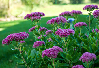 Beautiful Showy Stonecrop, or ice plant, Hylotelephium spectabile or Sedum spectabile, in the shady part of the garden. These flowers are also know as butterfly stonecrop.