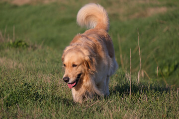 Beautiful male specimen of dog breed golden retriever brown color in the meadow
