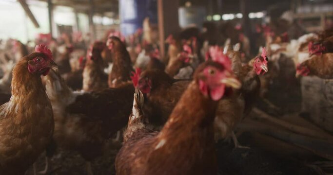 Close up of a flock of chickens on farm
