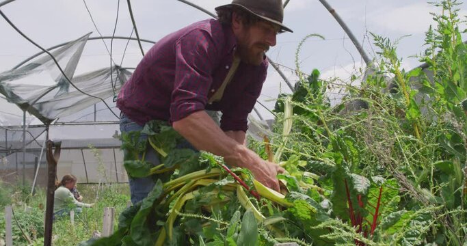 Focused caucasian man collecting vegetables in greenhouse