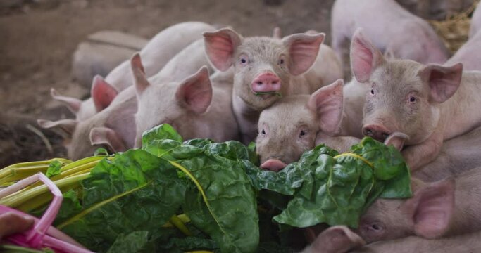 Close up of herd of pigs eating on farm