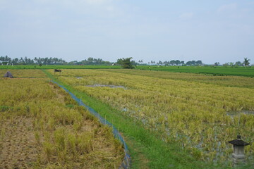 Fototapeta na wymiar rice field - farming
