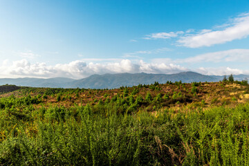 Fototapeta na wymiar mantle of green vegetation overlooking the mountain