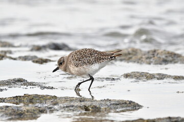 PEQUEÑA AVE MARINA EN LA COSTA NORTE DE LA ISLA DE TENERIFE
